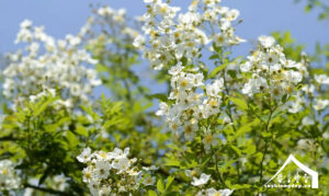 Hoa-tường-vi-Đặc-điểm,-ý-nghĩa,-giá,-cách-trồng-&-chăm-sóc