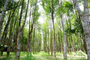 Cây-dó-bầu-Đặc-điểm,-tác-dụng,-cách-trồng-&-chăm-sóc