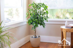 Cây-si-Đặc-điểm,-ý-nghĩa,-giá,-cách-trồng-&-chăm-sóc