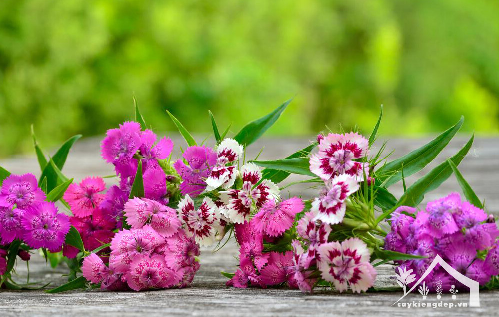 Đặc-điểm-hình-thái-&-sinh-trưởng-của-cẩm-chướng-lùn