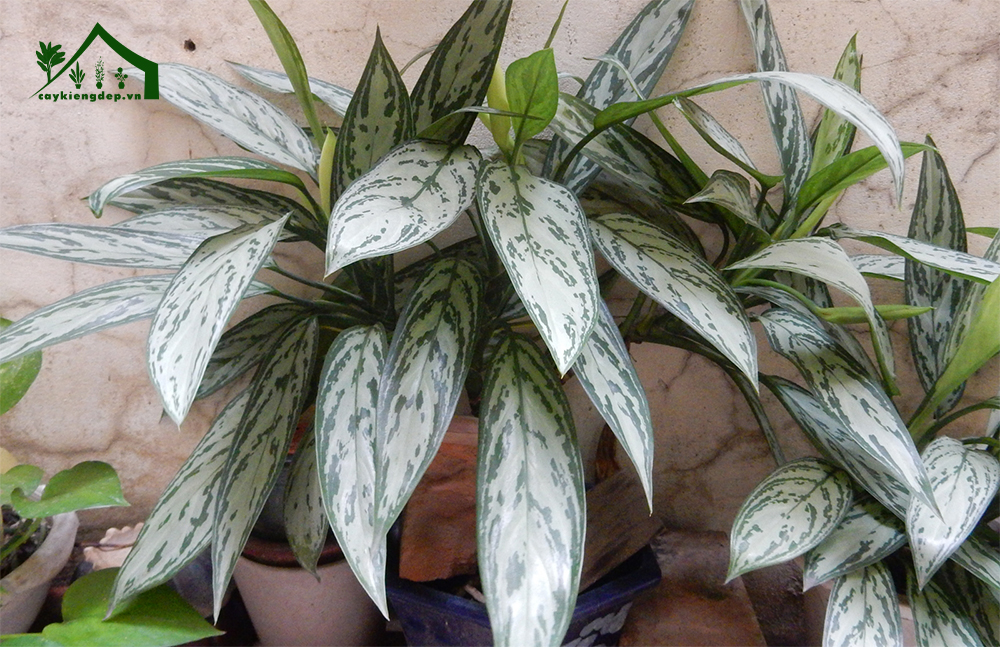 Đặc-điểm-hình-thái-&-sinh-trưởng-của-ngân-hậu