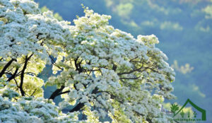 Hoa-lưu-tô-Đặc-điểm,-ý-nghĩa,-cách-trồng-&-chăm-sóc