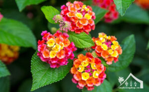 Hoa-ngũ-sắc-Đặc-điểm,-ý-nghĩa,-giá,-cách-trồng-&-chăm-sóc