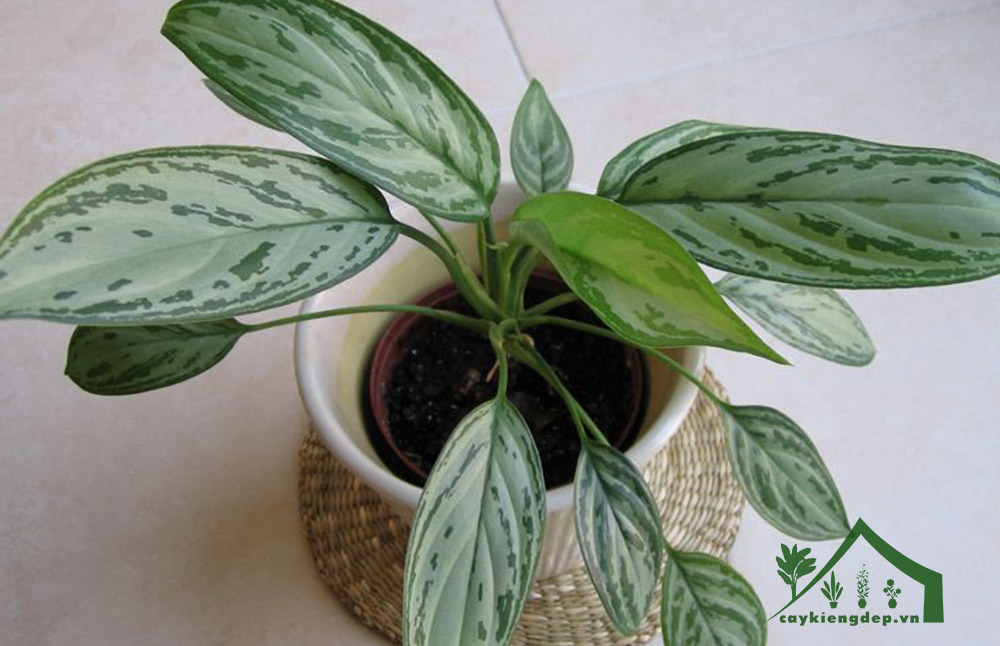 Hướng-dẫn-trồng-&-chăm-sóc-cây-ngân-hậu