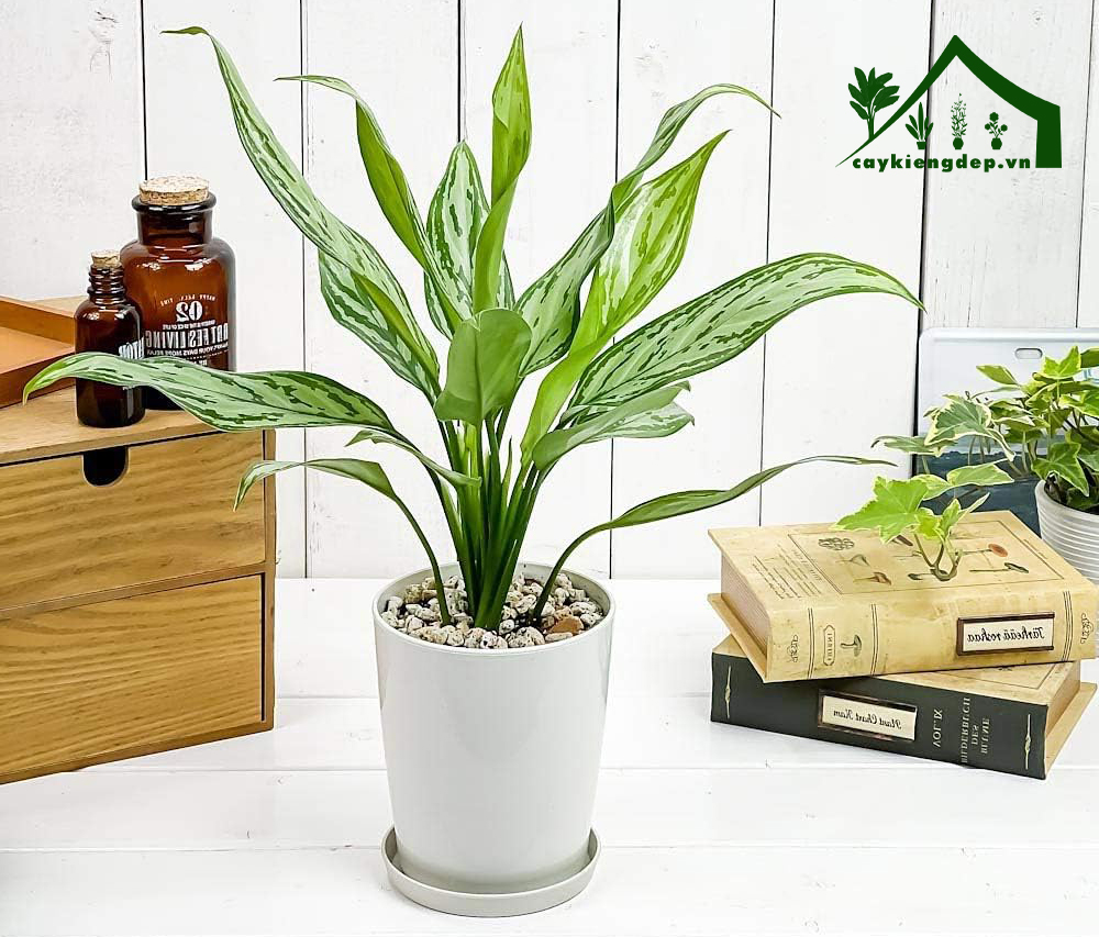 Ngân-hậu-là-giống-Aglaonema-được-trồng-chậu-cực-kỳ-phổ-biến