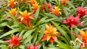 Phong-lộc-hoa-(dứa-cảnh)-Đặc-điểm,-giá,-cách-trồng-&-chăm-sóc