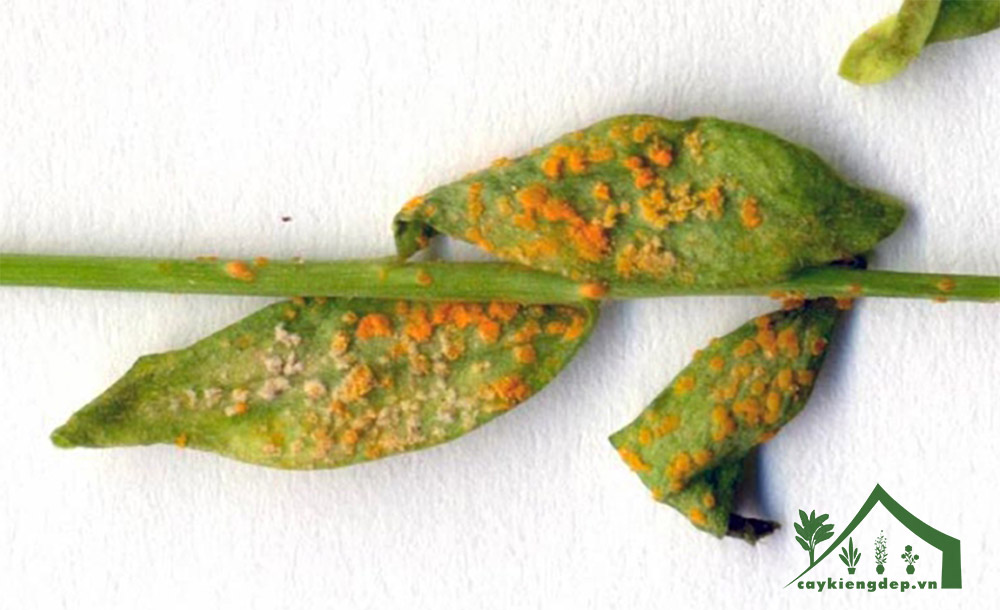 bệnh-gỉ-sắt-và-nấm-fusarium-xuất-hiện-trên-lá-hoa-phăng