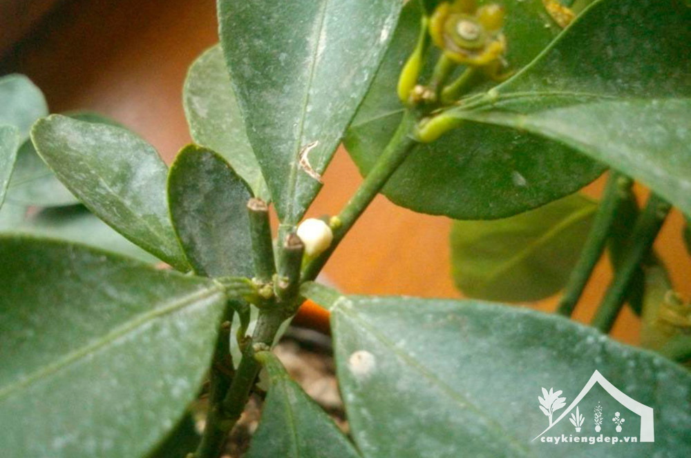 bệnh-mốc-trắng-xuất-hiện-ở-lá-của-cây-quất