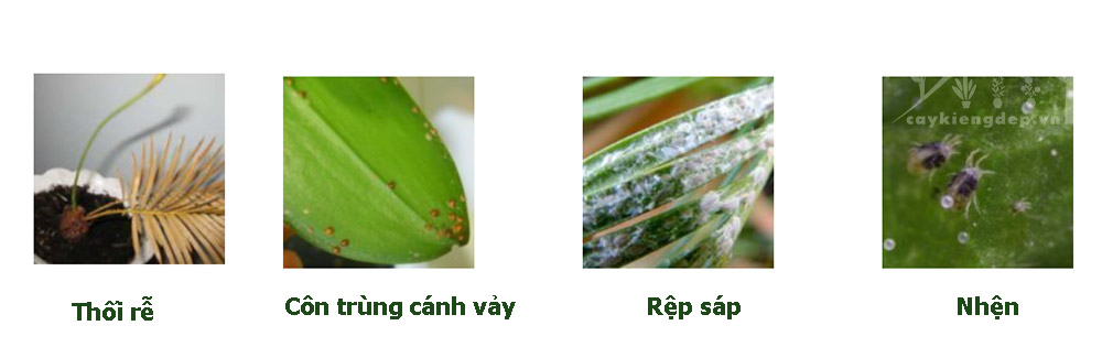 các-loại-sâu-bệnh-thường-gặp-ở-cây