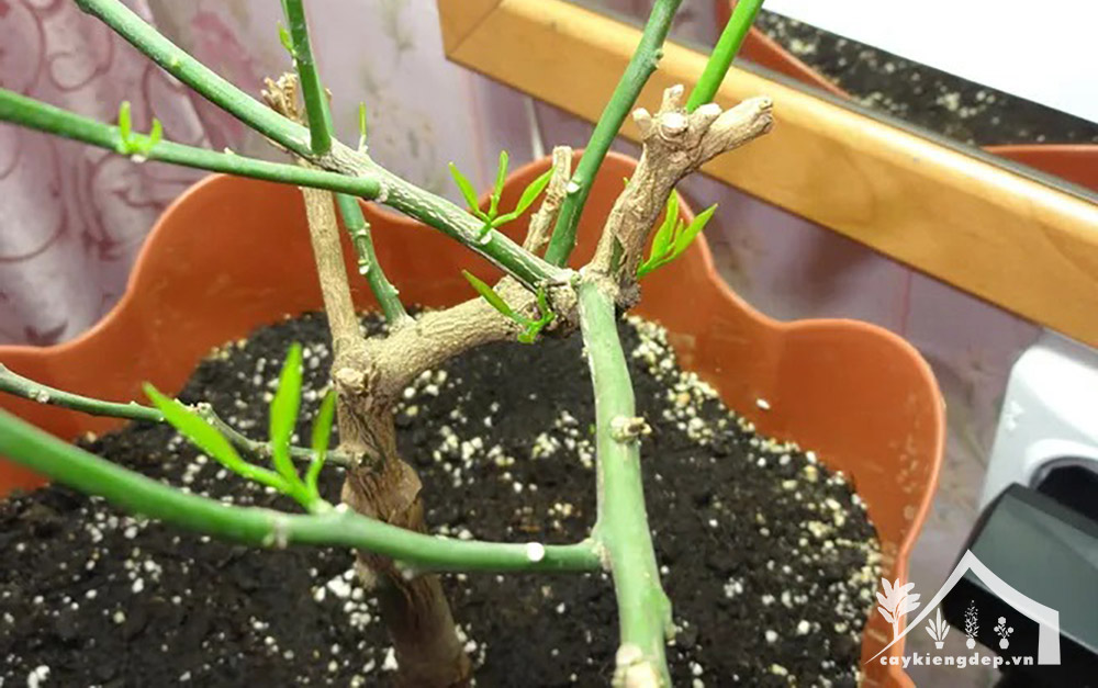 cắt-tỉa-cành-&-lá-để-kích-thích-cây-ra-chồi-và-lá-mới,-vào-mùa-xuân