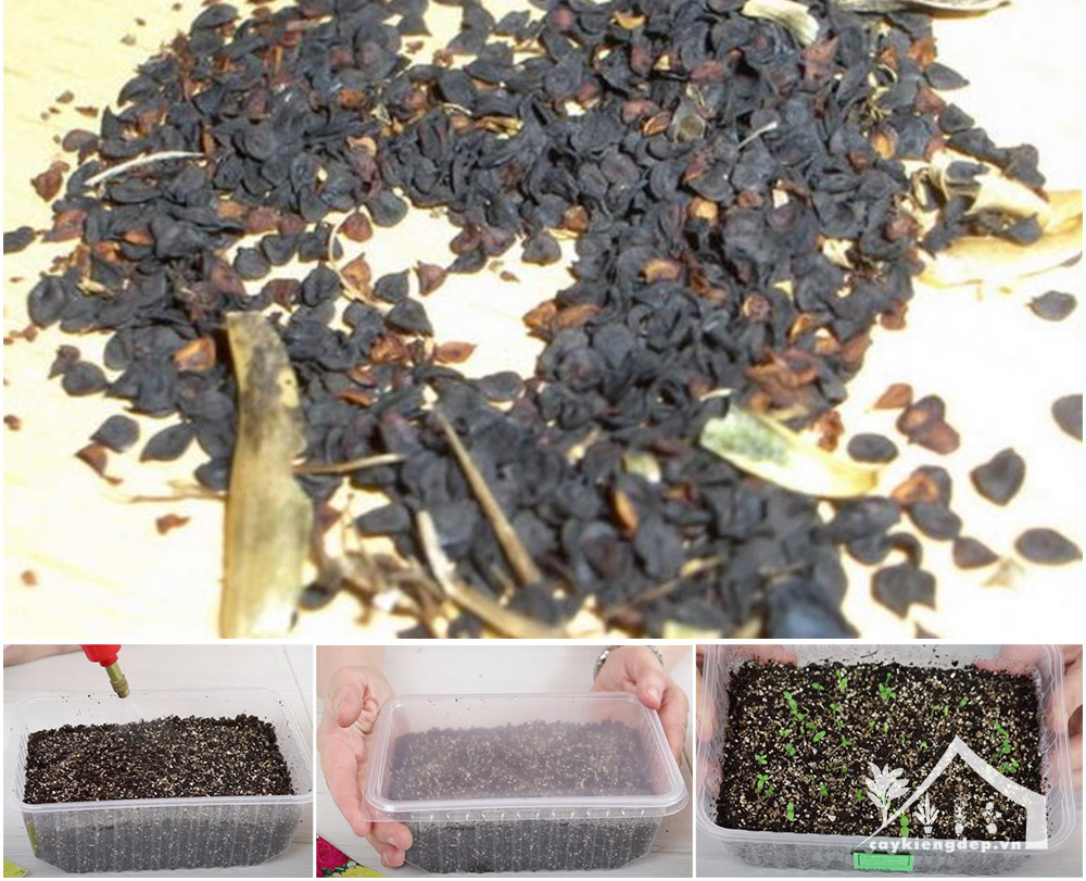 hạt-giống-được-bảo-quản-khô-trong-phòng-lạnh-trước-khi-gieo-hạt