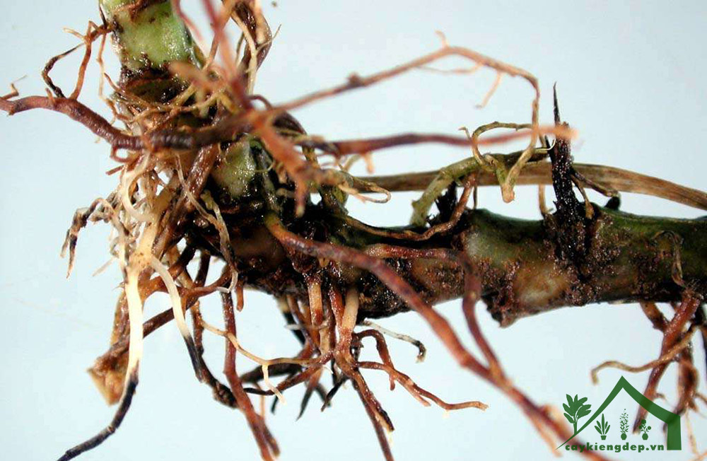 mào-gà-bị-thối-rễ