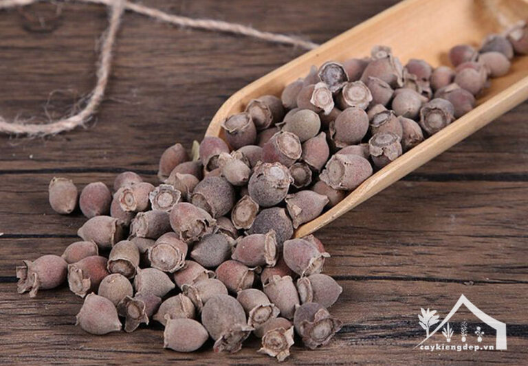 Hoa sim: Đặc điểm, tác dụng, cách trồng & chăm sóc | Cây cảnh NTT