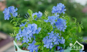 Hoa-thanh-xà-Đặc-điểm,-tác-dụng,-cách-trồng-&-chăm-sóc