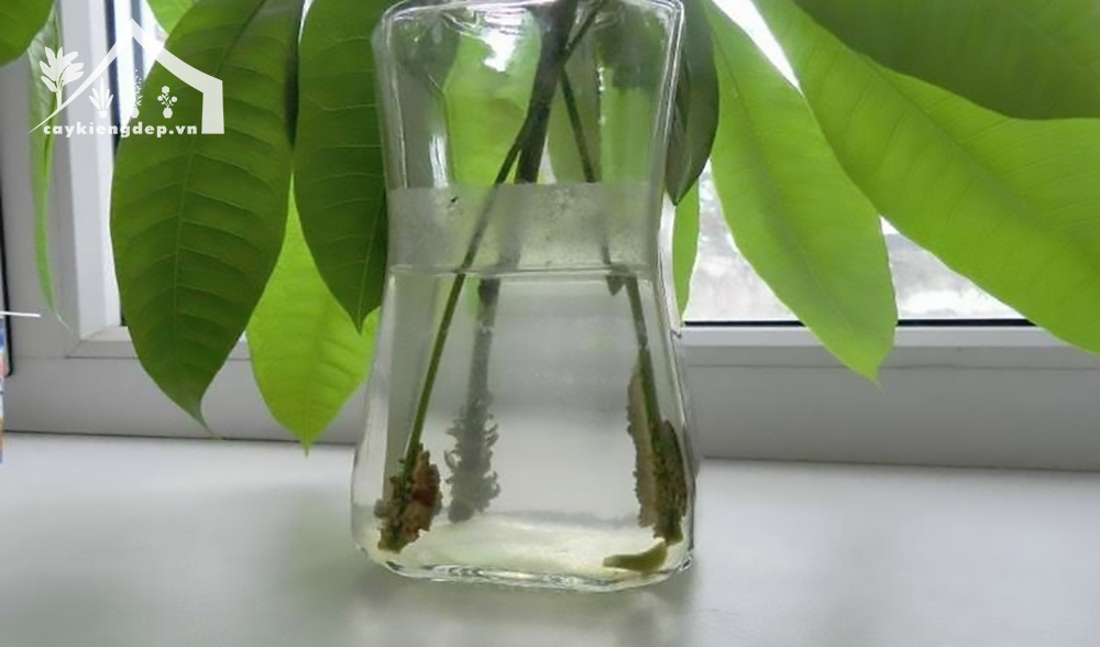 Phương-pháp-nhân-giống-cây-kim-ngân