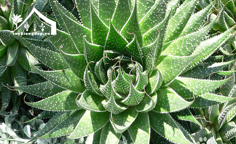 Đặc-điểm-hình-thái-&-sinh-trưởng-của-sen-đá-sao-biển