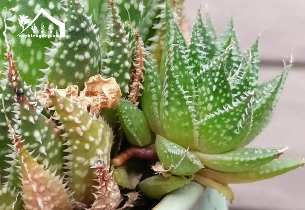 Hướng-dẫn-trồng-&-chăm-sóc