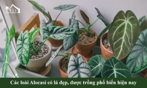 Các-loài-cây-Alocasia-(Ráy)-có-lá-đẹp,-được-trồng-phổ-biến