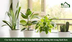 Các-loài-cây-bám-bụi-tốt,-giúp-không-khí-trong-lành-hơn
