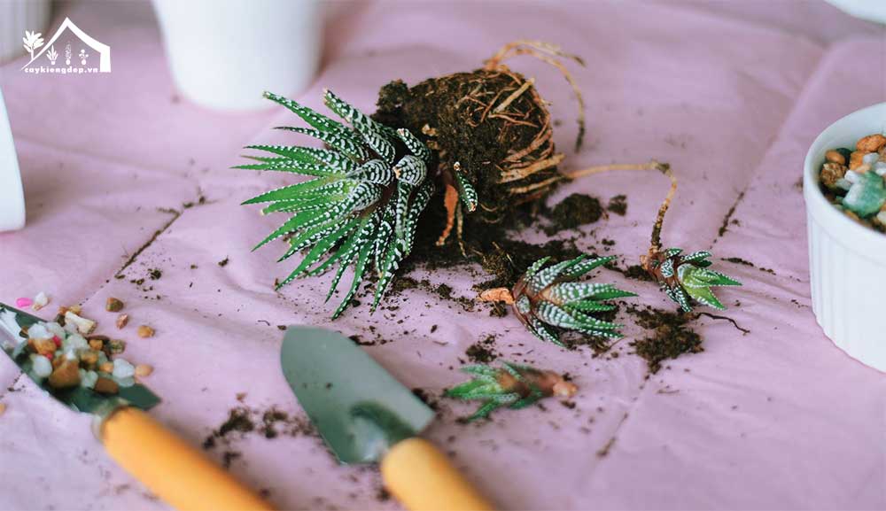 nhân-giống-sen-đá-ngựa-vằn-dễ-dàng-với-phương-pháp-chia-cây